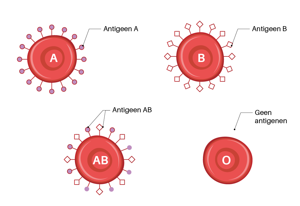 Rechthoek leg uit Inschrijven Welke bloedgroep heb ik? Kijk naar de ABO indeling | Sanquin