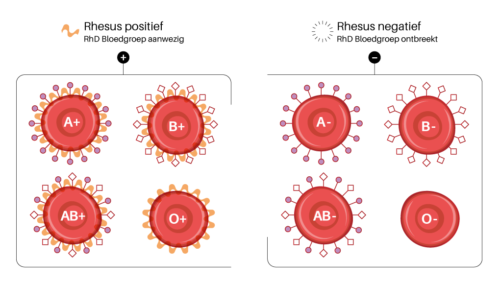 Schijn overeenkomst Wreedheid Wat is een rhesusfactor? | Sanquin