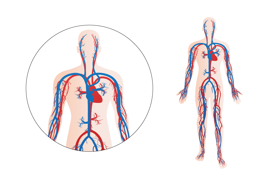 grote en kleine bloedsomloop en wat is bloedcirculatie? Sanquin