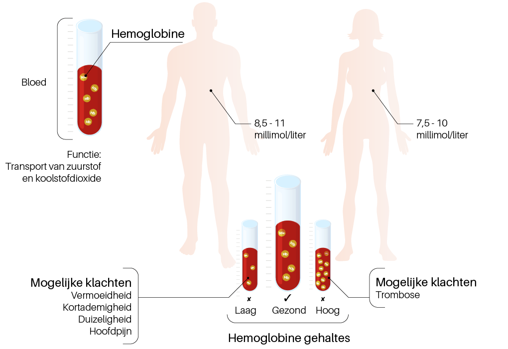 Meting Uitrusten comfortabel Wat is hemoglobine en welke waarde is normaal? | Sanquin