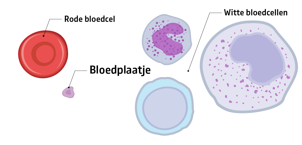 De verschillende bloedcellen in ons lichaam