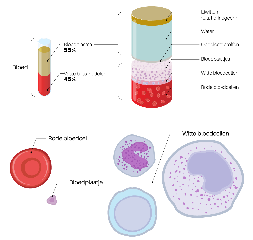 Agrarisch evenwicht Schat Bloed: het transportsysteem van ons lichaam | Sanquin