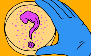 embryo's in het lab (NEMO-Kennislink)