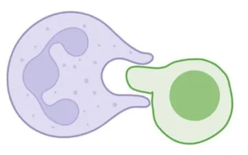 neutrofiele granulocyt