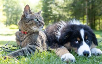 Dierendag: een kat en hond op het gras