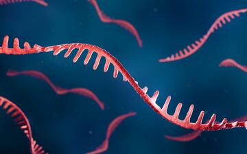 mRNA