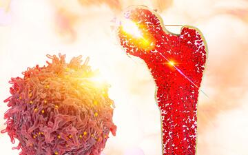 beenmerg, stamcellen