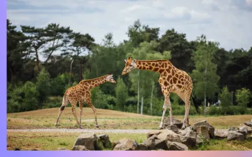 Giraffen in Safaripark Beekse Bergen