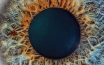 oog