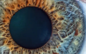 oog