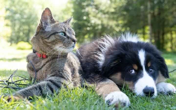 Dierendag: een kat en hond op het gras
