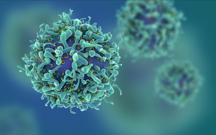 Schematische T-cellen