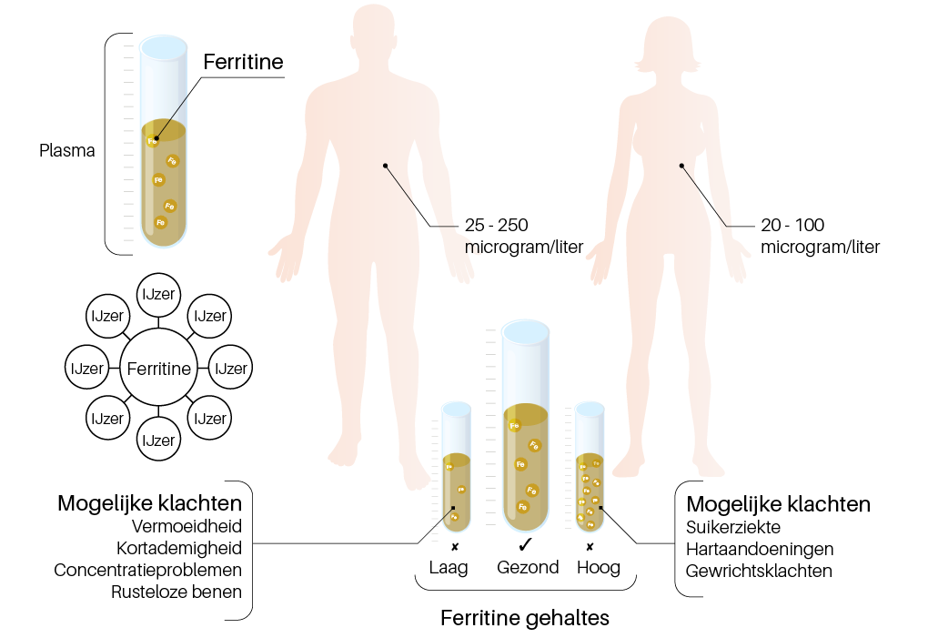 Overzicht van gezonde ferritine waardes