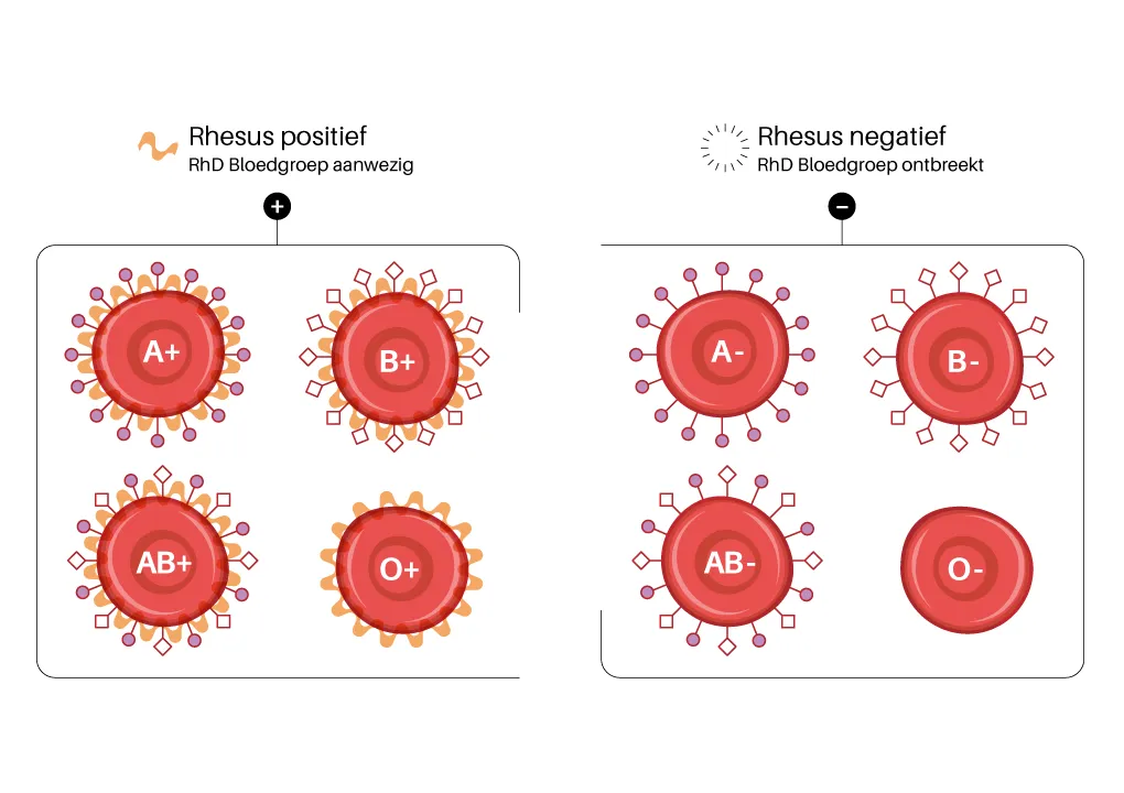 Rhd-bloedgroep aanwezig of Rhd-bloedgroep ontbreekt