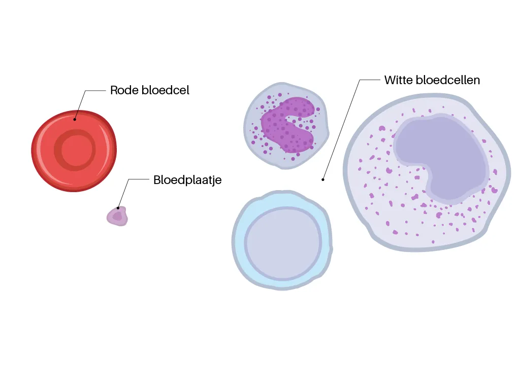 Er zijn drie soorten bloedcellen