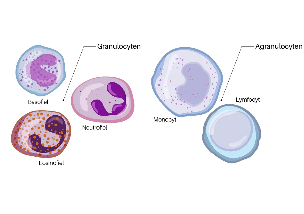 Neutrofiele leukocyten worden opgedeeld in twee categorieën: granulocyten en agranulocyten.