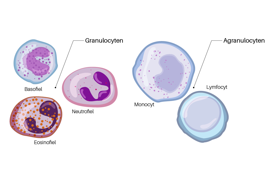 Neutrofiele leukocyten worden opgedeeld in twee categorieën: granulocyten en agranulocyten.