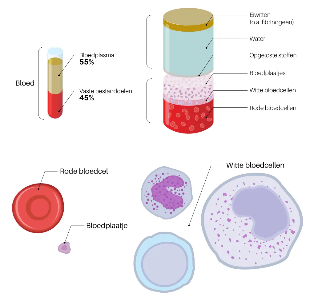 Samenstelling bloed