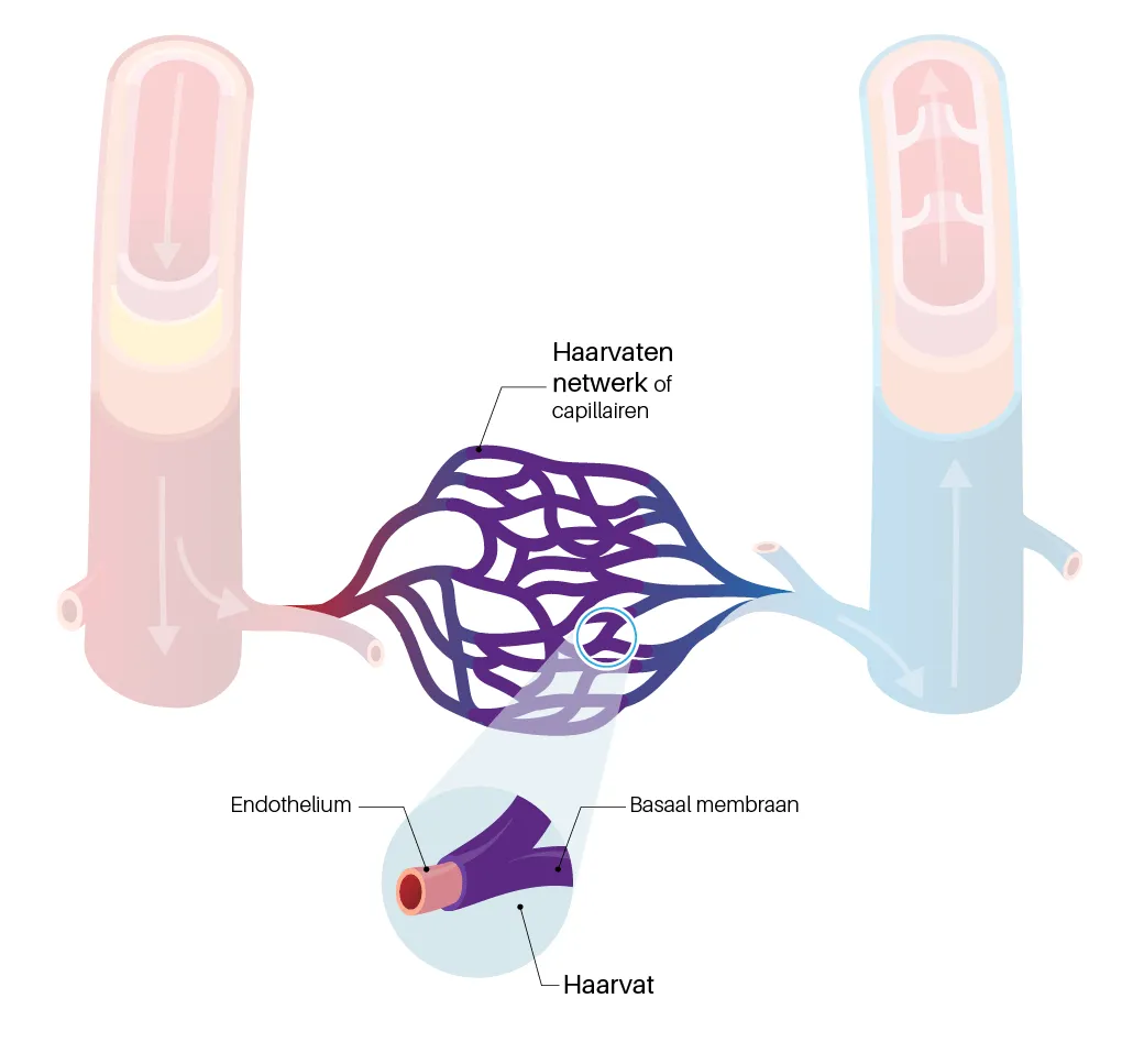 Haarvaten zijn haarfijne bloedvaatjes waarin de rode bloedcellen zuurstof en kooldioxide afgeven of opnemen.