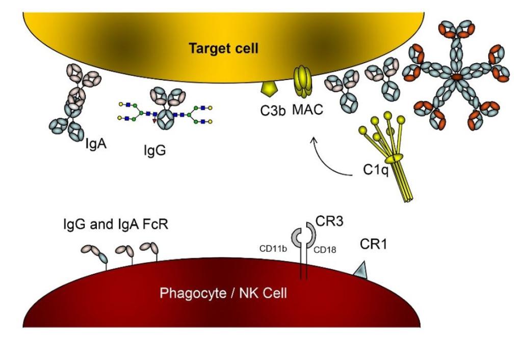 Neonatal Fc receptor biology
