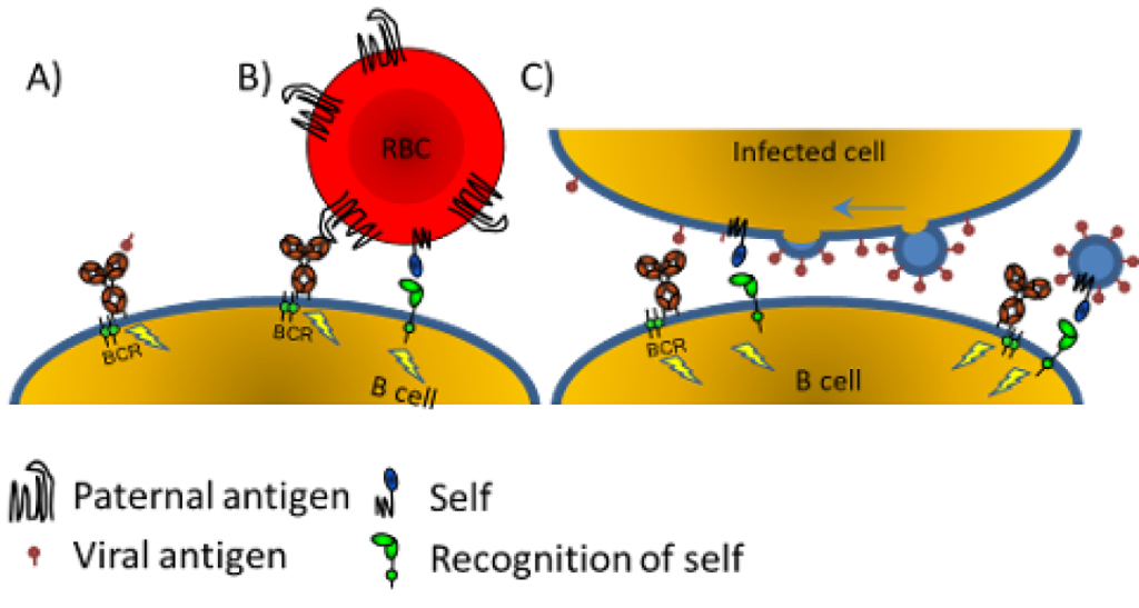 Antiviral immunity and COVID 19