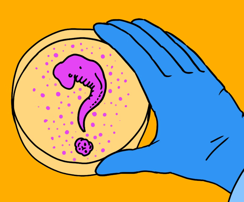 embryo's in het lab (NEMO-Kennislink)