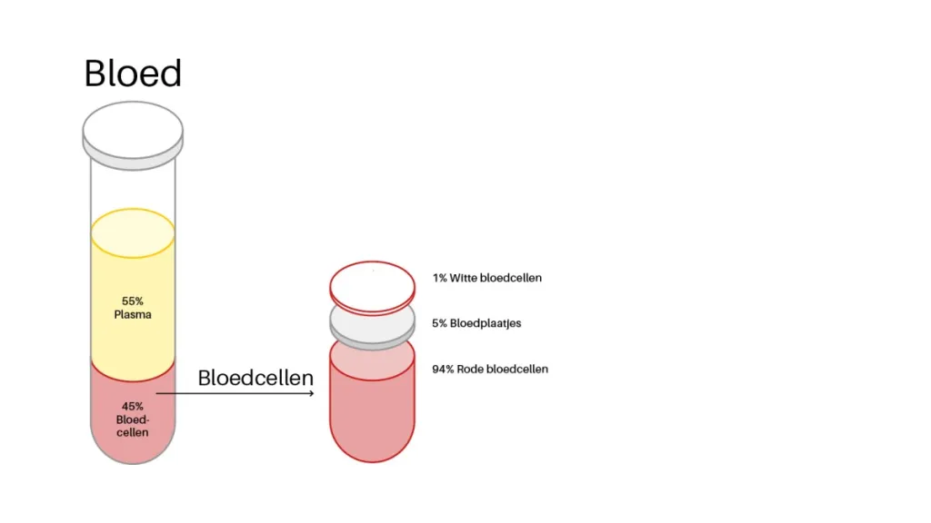 ongeveer 45 procent van je bloed bestaat uit bloedcellen. Dit zijn witte en rode bloedcellen en bloedplaatjes