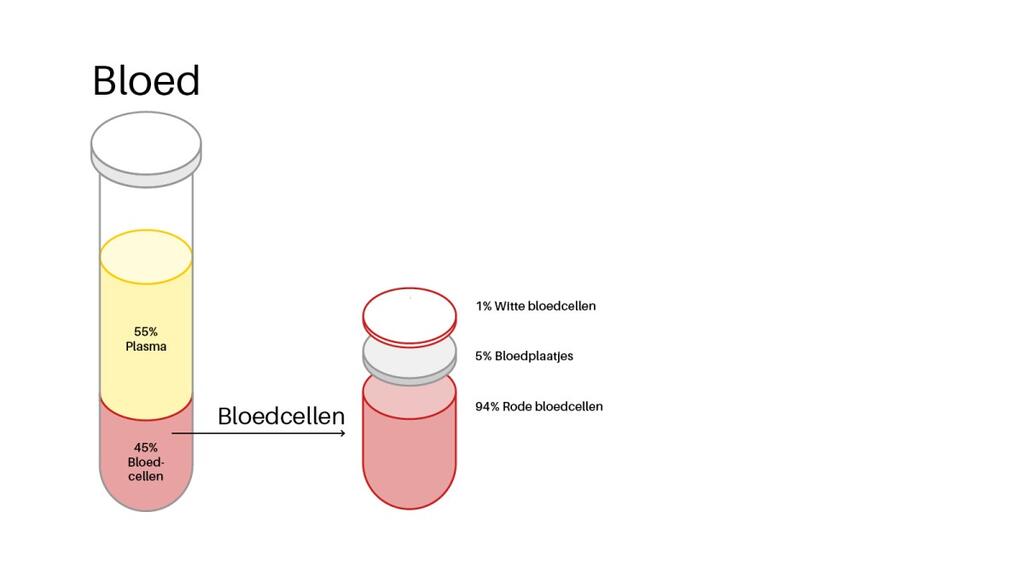 ongeveer 45 procent van je bloed bestaat uit bloedcellen. Dit zijn witte en rode bloedcellen en bloedplaatjes