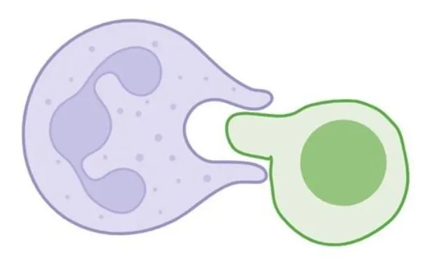 neutrofiele granulocyt