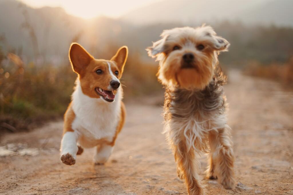 Dierendag: twee honden rennend