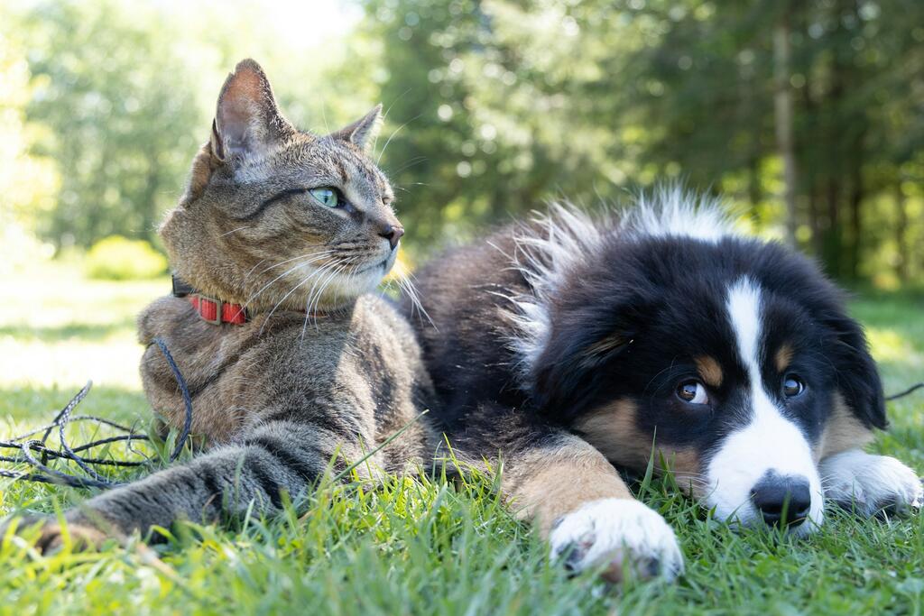Dierendag: een kat en hond op het gras