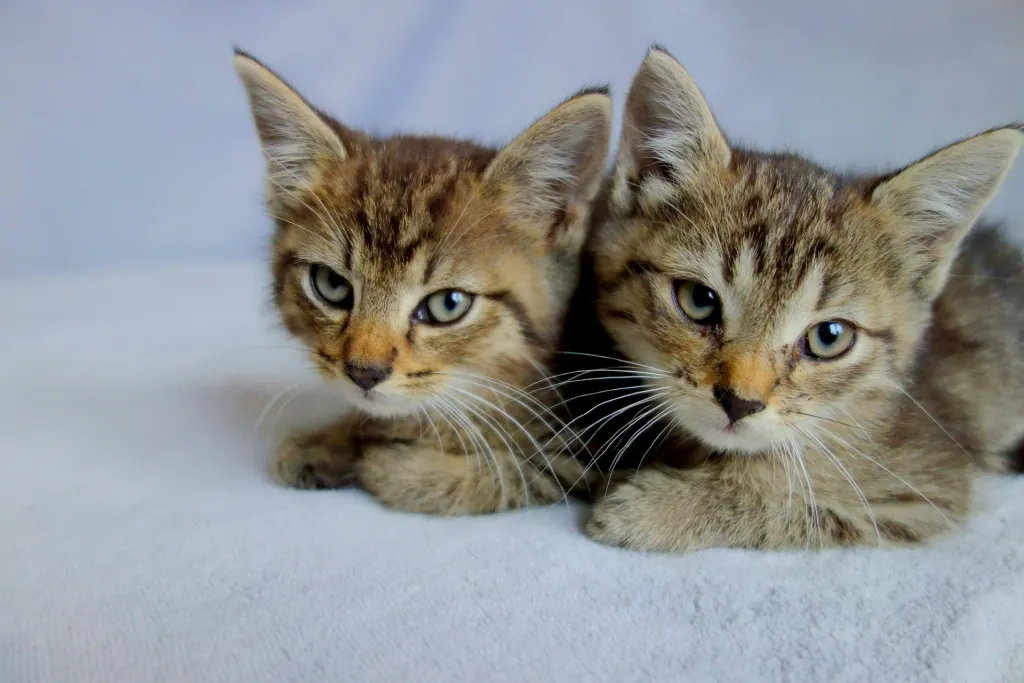 Dierendag: twee katten
