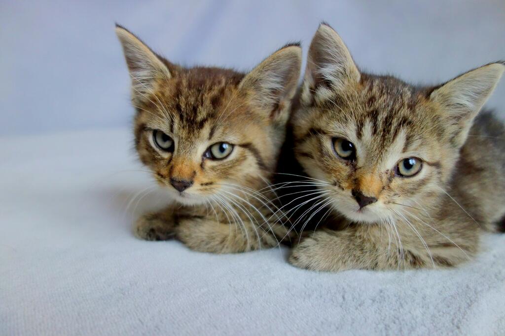 Dierendag: twee katten
