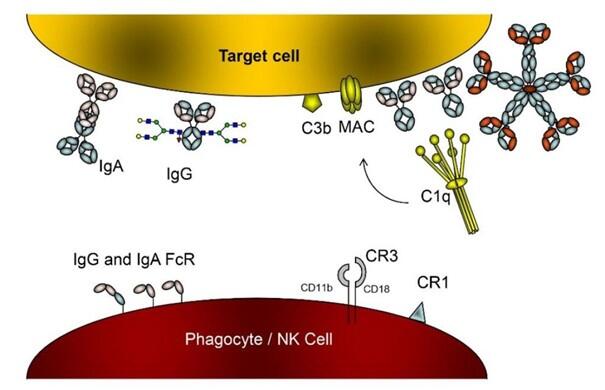 Illustration Vidarsson reserarch lines