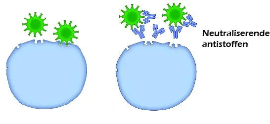 Links: het virus kan aan de lichaamscel binden en binnendringen. Rechts: wanneer er neutraliserende antistoffen zijn wordt de toegangsroute geblokkeerd en infectie voorkomen