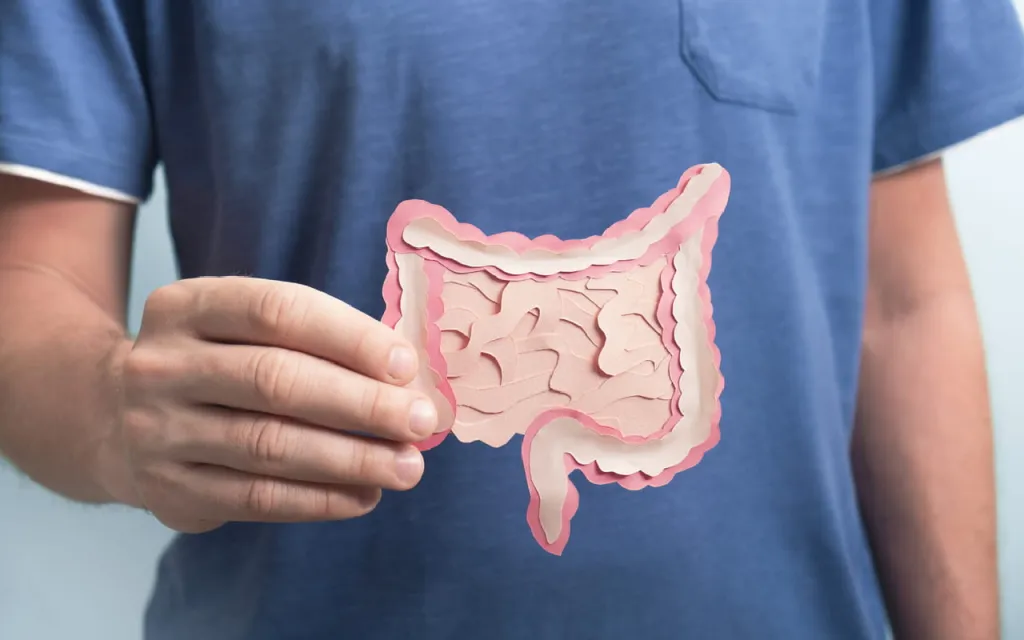 Persoon houdt een papieren model van het darmen omhoog