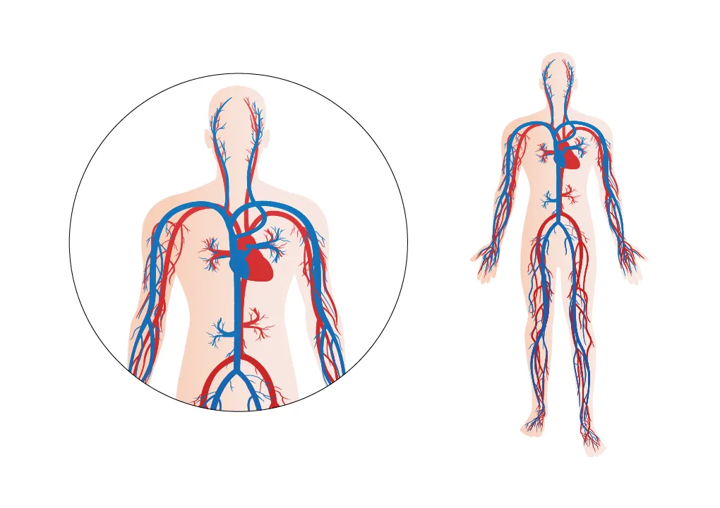De stroming van bloed in je lichaam