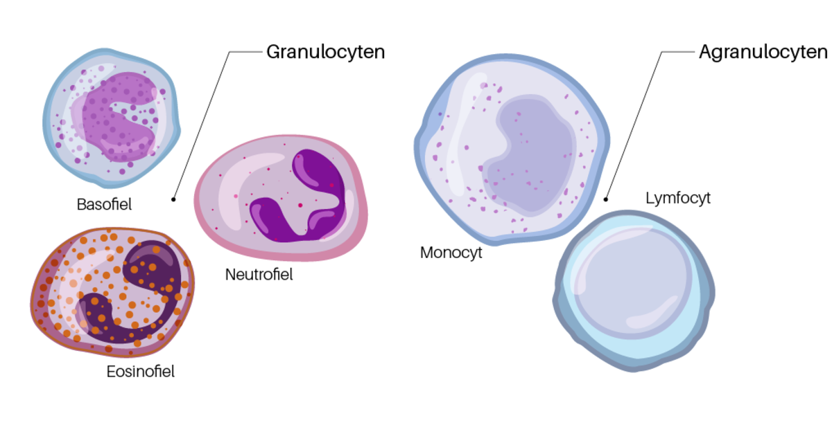 wat is leukocyten in het bloed